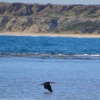 Zdjęcie z Australii - Leci kormoran bialolicy