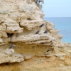 Zdjęcie z Australii - Ggołębie skalne - te chyba rozprzestrzenily sie na caly swiat :)