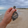 Zdjęcie z Australii - Ja tez znajduje muszelki - wtopione w skaly skamieliny
