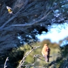 Zdjęcie z Australii - Jakas ptasia awantura