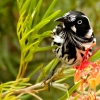 Zdjęcie z Australii - ...i najwyrazniej smacznie kwitnie - miodaszek bialolicy