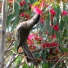 Zdjęcie z Australii - Koralicowiec czerwony ucztuje na przykoscielnym eukaliptusie