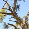 Zdjęcie z Australii - Zaraz przy parkingu wypatrujemy pierwszego koale