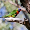 Zdjęcie z Australii - Na gorze tez kolorowo - lorysa gorska