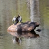 Zdjęcie z Australii - Na wystajacym z wody glazie suszy skrzydla wężówka australijska