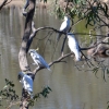 Zdjęcie z Australii - Kakadu żółtoczube 
