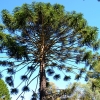 Zdjęcie z Australii - Nie wiem jak sie nazywa to drzewo, ale wyglada niesamowicie