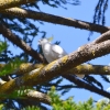 Zdjęcie z Australii - Jest i skrzeczek - kakadu zoltoczuba