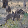 Zdjęcie z Australii - Podchodzac rozelle natknalem sie na tych gosci :)