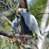 Zdjęcie z Australii - Amory na eukaliptusie - kakadu zoltoczube :)