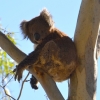 Zdjęcie z Australii - Koala numer dwa :)