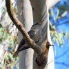 Zdjęcie z Australii - Kukabura chichotliwa przefrunela na inne drzewo