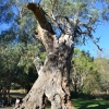Zdjęcie z Australii - Stary eukaliptus po przejsciach