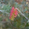 Zdjęcie z Australii - Australijska flora