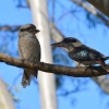 Zdjęcie z Australii - Kukabury chichotliwe