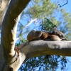 Zdjęcie z Australii - Misiek numer 4 spal jak zabity :)