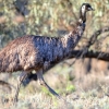 Zdjęcie z Australii - Przy wyjezdzie z parku paradowam sobie emu :)