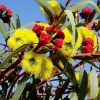 Zdjęcie z Australii - U sumsiada kwitnie ozdobna odmiana eukaliptusa