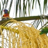 Zdjęcie z Australii - Na palmowym kwiecie