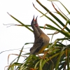 Zdjęcie z Australii - Koralicowiec czerwony pieje na jednej z moich palm