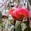 Zdjęcie z Australii - Kwitnie jedna z odmian eukaliptusa