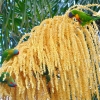 Zdjęcie z Australii - Nektarowa uczta na palmowym kwiecie