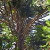 Zdjęcie z Australii - Znowu to samo "skrzeczace" drzewo :)