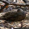 Zdjęcie z Australii - Kaczka pacyficzna uciela sobie drzemke