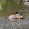 Zdjęcie z Australii - Kormoran bruzdodzioby i kormoran białolicy