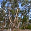 Zdjęcie z Australii - Stare eukaliptusy
