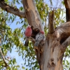 Zdjęcie z Australii - Para Kakadu rozowych