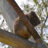 Zdjęcie z Australii - Obiecalem naszym gosciom koale, wiec oto i on :)