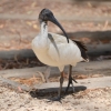 Zdjęcie z Australii - Ibis czarnopióry