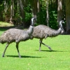 Zdjęcie z Australii - Emu podeszly nam zapozowac :)