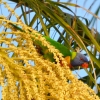 Zdjęcie z Australii - Lorysa górska na palmowym kwiecie