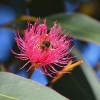 Zdjęcie z Australii - Pszczolka na eukaliptusie