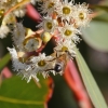 Zdjęcie z Australii - Pszczolka na eukaliptusie