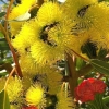 Zdjęcie z Australii - Kwitnie ozdobny eukaliptus