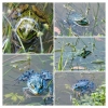 Zdjęcie z Polski - nasze "niebieskie" żaby 😅; czasami nad stawem zakradają się koty...
