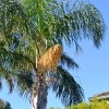 Zdjęcie z Australii - Zakwitla jedna z palm na tylach mojego ogrodu