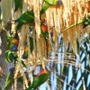 Zdjęcie z Australii - Zaczyna sie nektarowa uczta