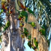 Zdjęcie z Australii - Wciaz nadlatuja nowi amatorzy nektaru