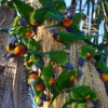 Zdjęcie z Australii - Palmowy kwiat doslownie oblepiony papuzkami :)