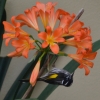 Zdjęcie z Australii - Miodaszek bialolicy nie pogardzi zadnym nektarem :)