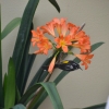 Zdjęcie z Australii - Goscie mojego ogrodu - miodaszek bialolicy