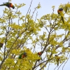 Zdjęcie z Australii - Na sąsiadowej akacji robinii papuzki zajadaja sie mlodymi pączkami
