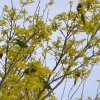 Zdjęcie z Australii - Sprytne ptaszki nauczyly sie żerowac na roslinach przywleczonych 