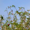 Zdjęcie z Australii - Miedzy papuzkami malenki miodaszek bialolicy