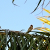 Zdjęcie z Australii - Szczygly na jednej z szesciu palm na tylach ogrodu