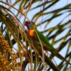 Zdjęcie z Australii - Tu widac jak na palmie zawiazuja sie owocki